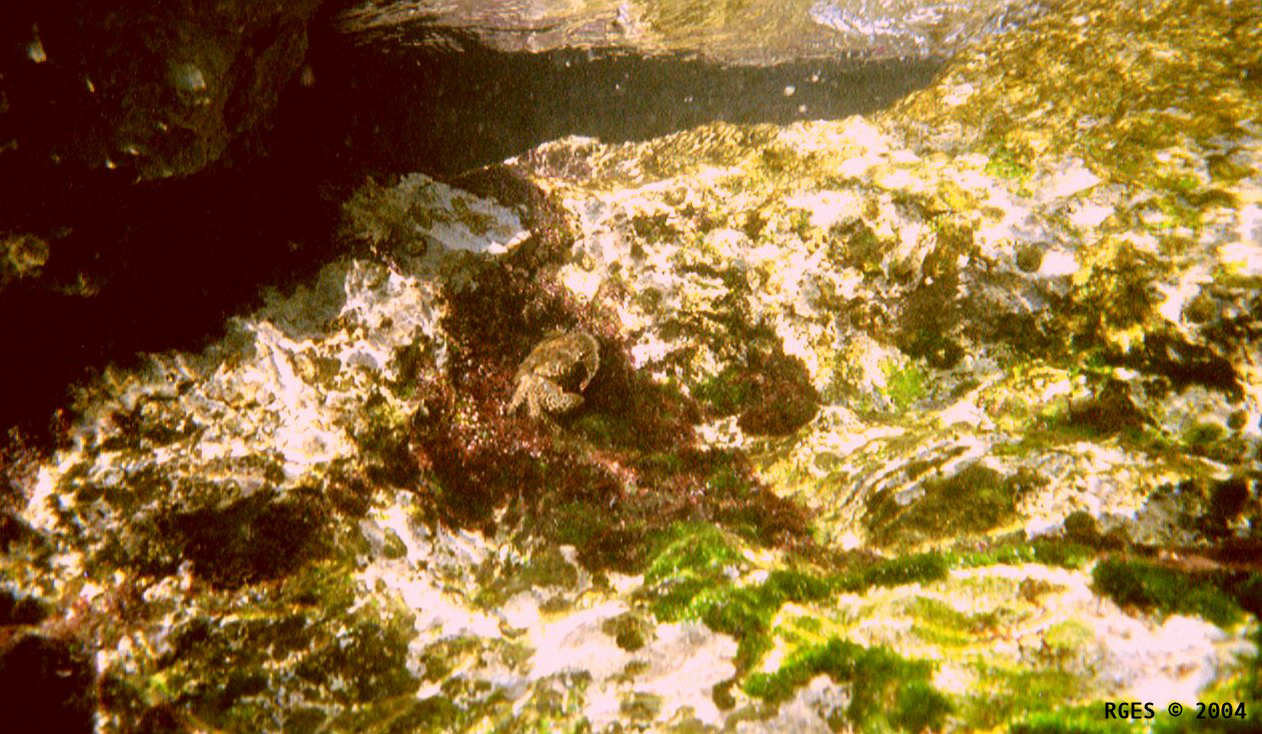 Crab under water [HR 2004] © RGES